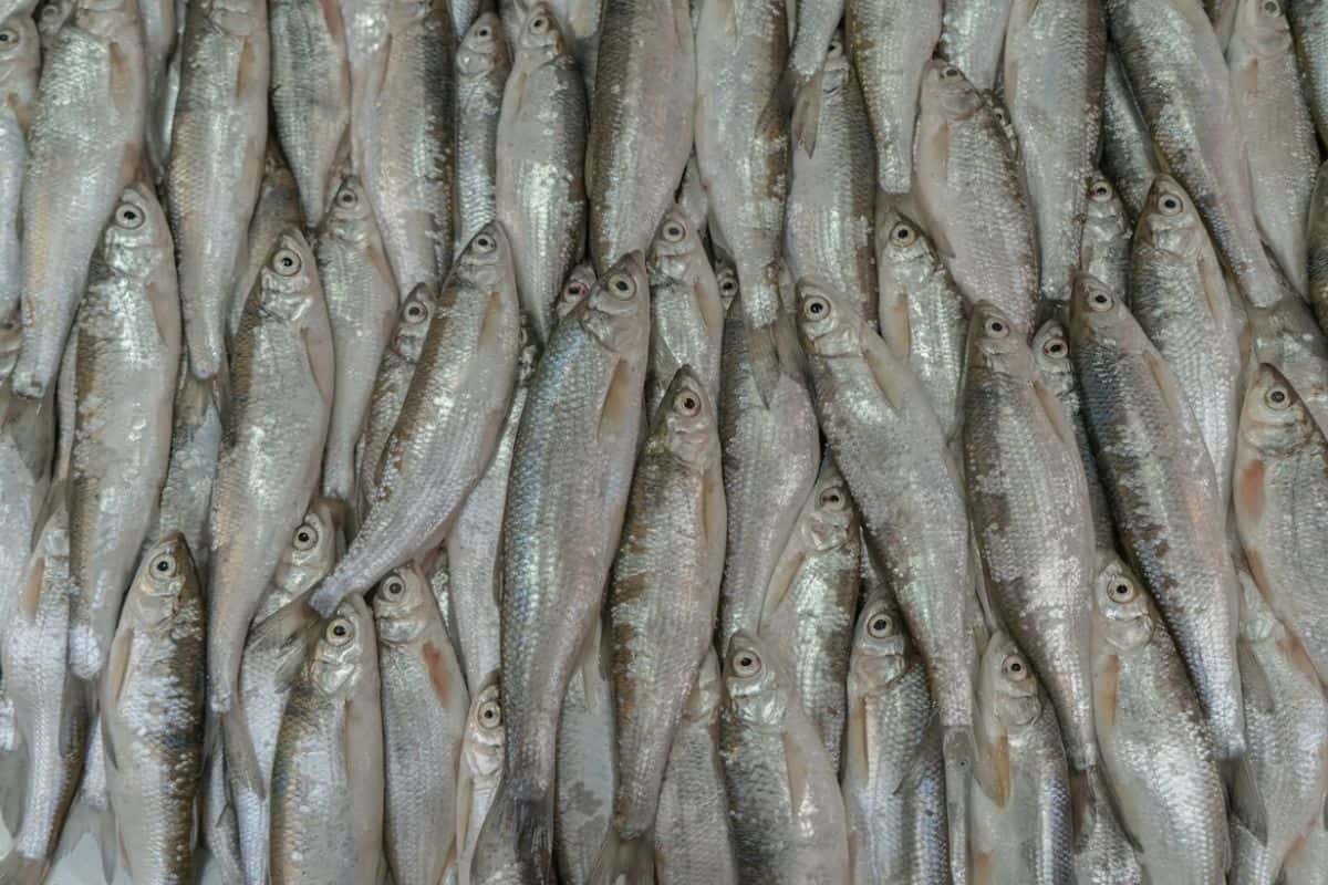 Apa Itu Fish Collagen? Manfaat, Bedanya dengan Collagen, dan Cara Memilihnya