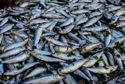 Cari Makanan Berprotein Tinggi? Ini Dia Rekomendasi Ikan yang Mengandung Protein Tinggi!