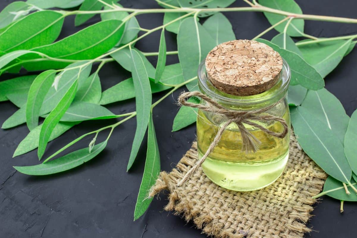 Minyak kayu putih dalam botol kaca
