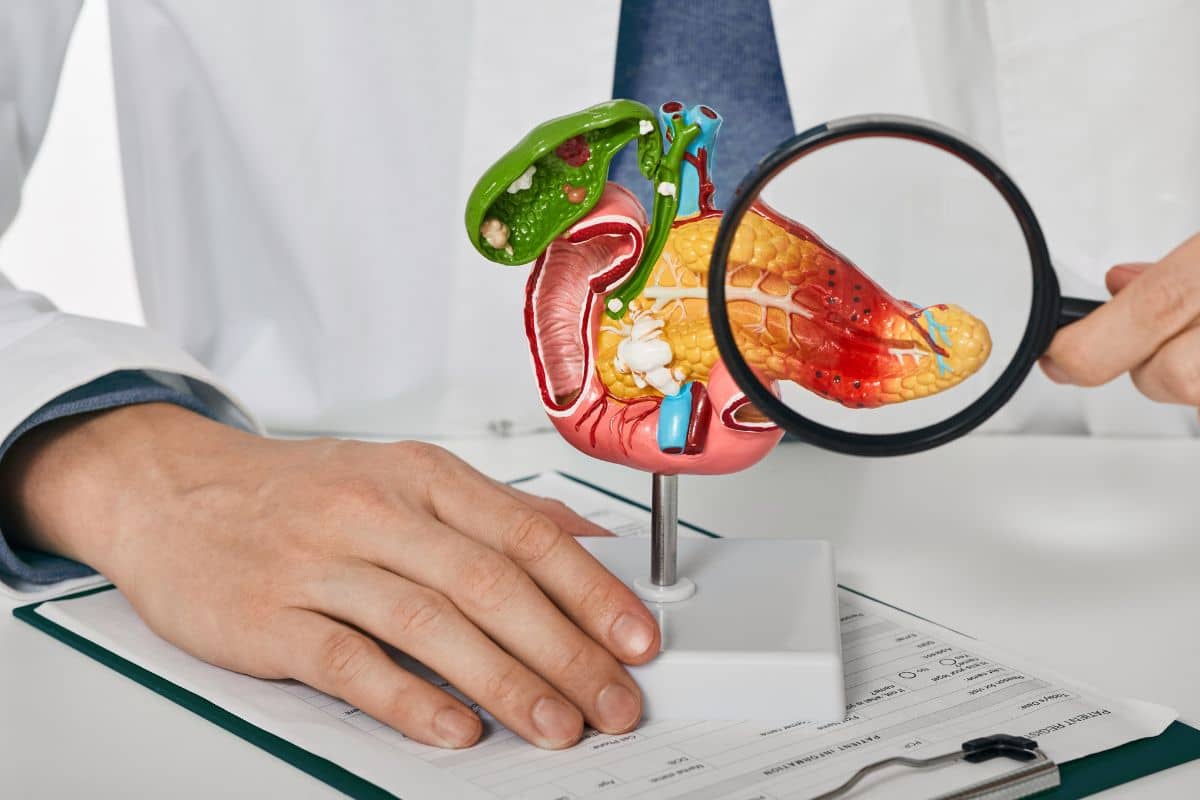 Dokter sedang memperbesar model pankreas dengan kaca pembesar