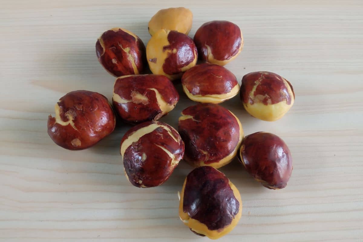 Tumpukan jengkol mentah