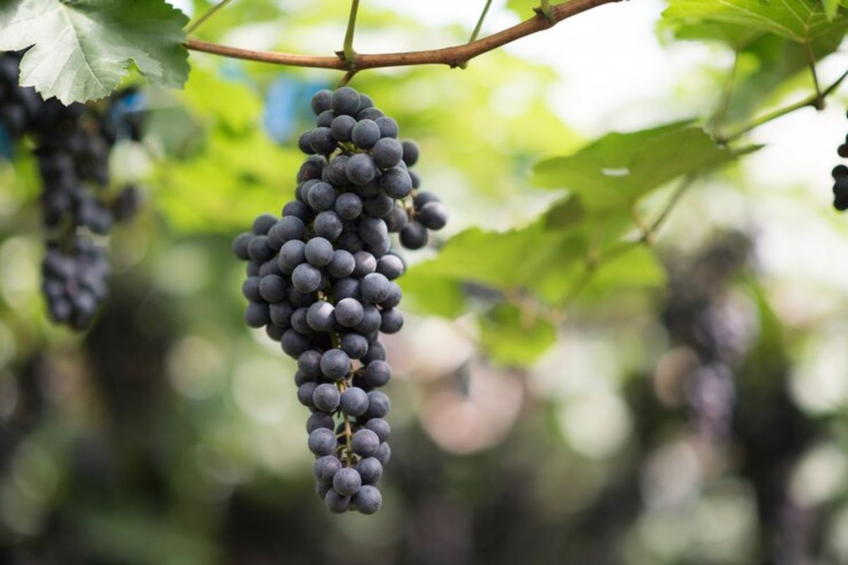 Buah anggur yang menggantung di pohon