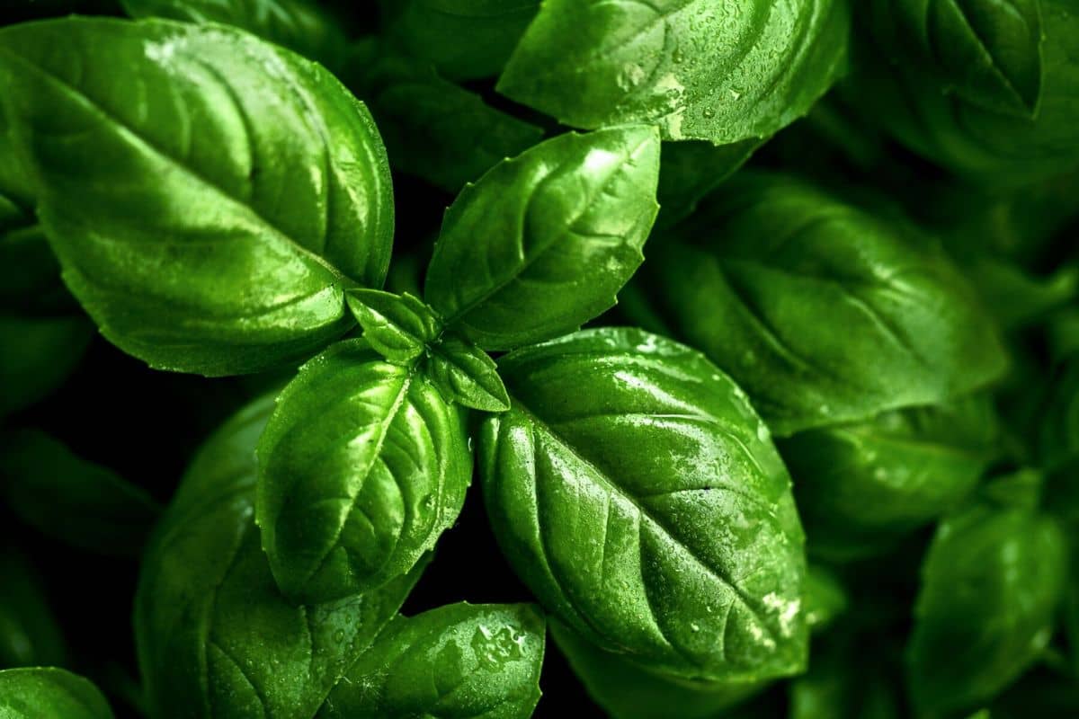 Daun basil