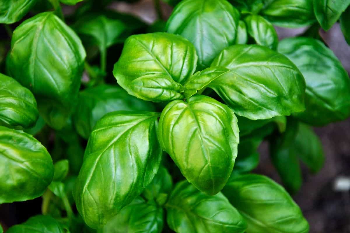 Daun basil yang tumbuh subur