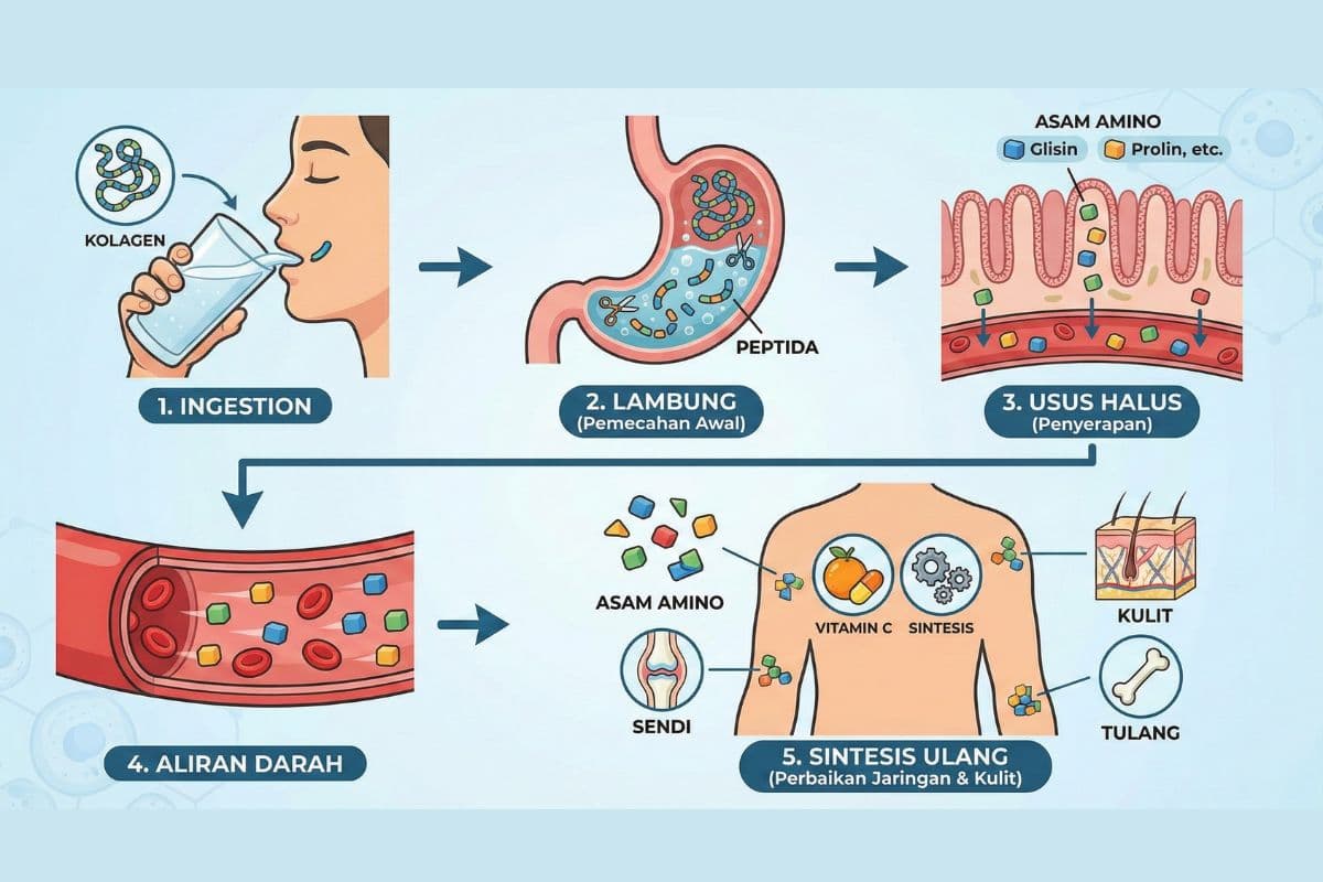 Cara kerja collagen di tubuh