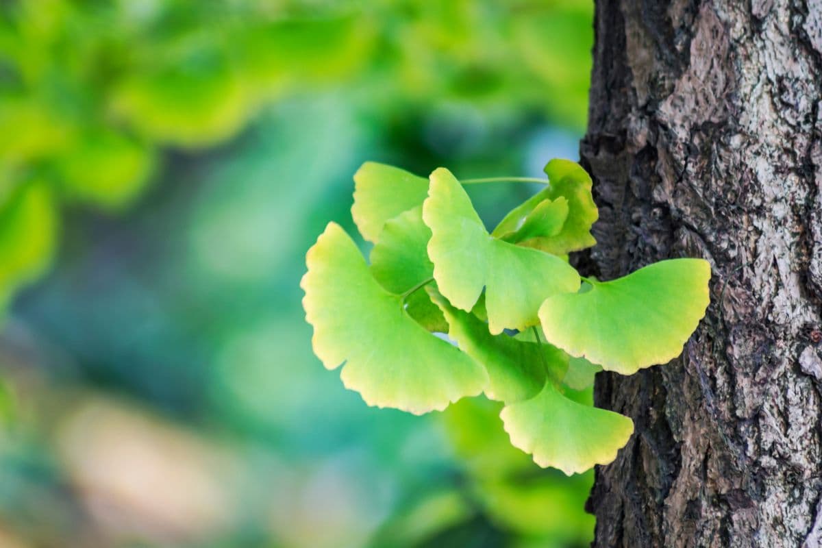 beberapa tangkai daun ginkgo