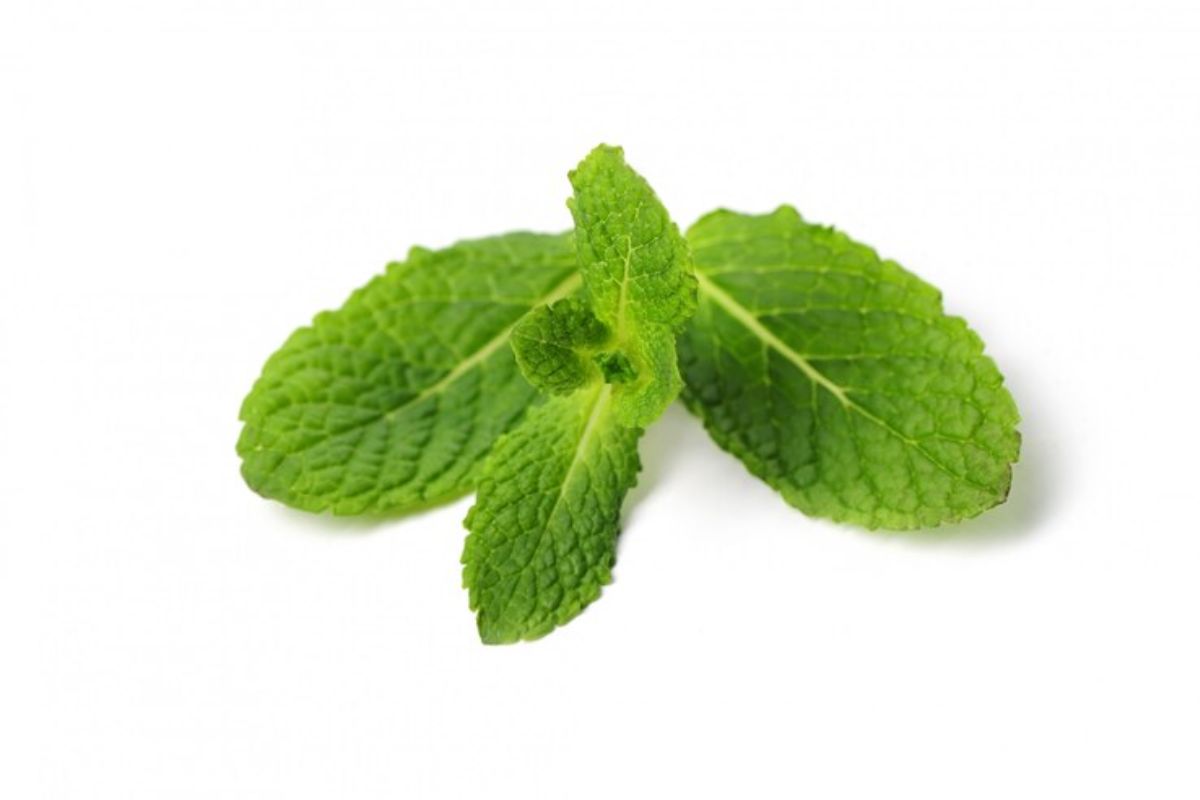 Close-up daun mint