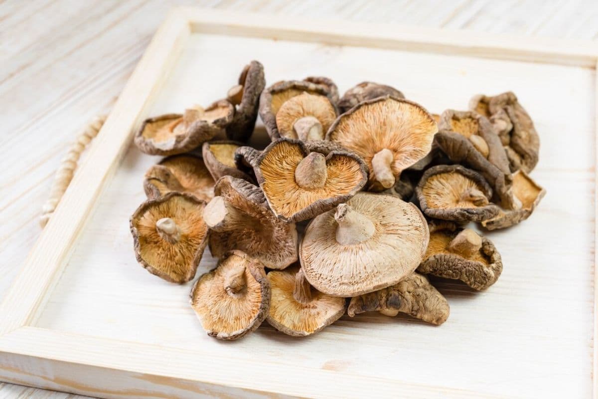 Jamur shiitake kering