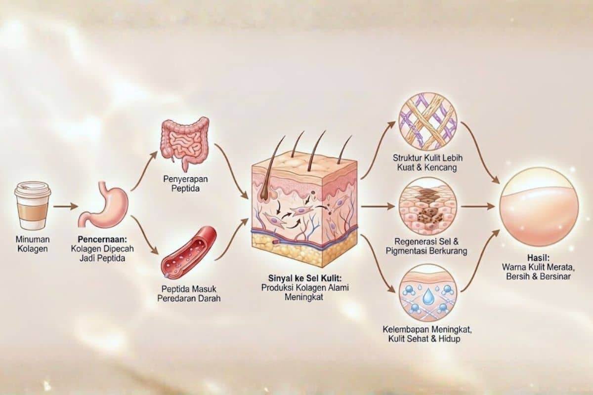 Cara kerja collagen membuat kulit cerah