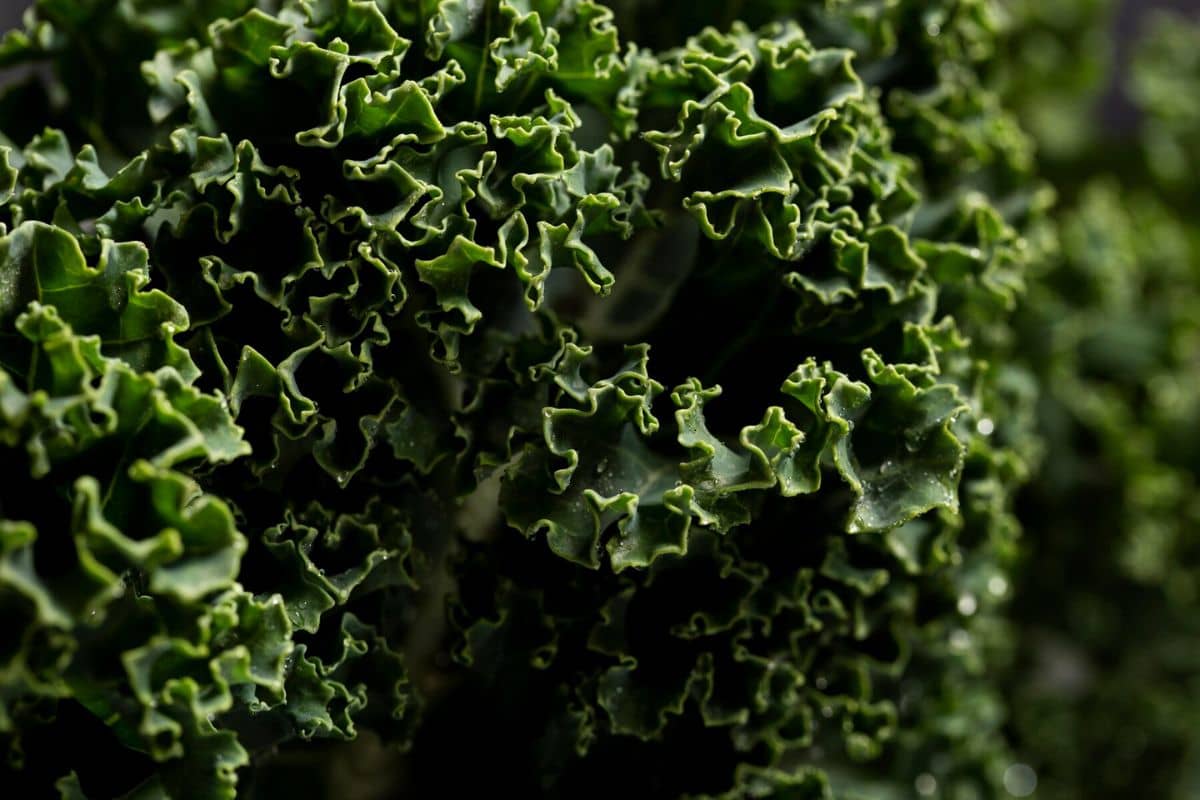 Daun kale segar
