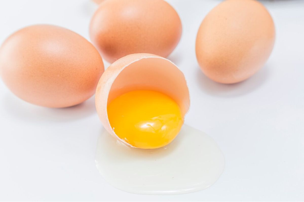 Kuning telur ayam