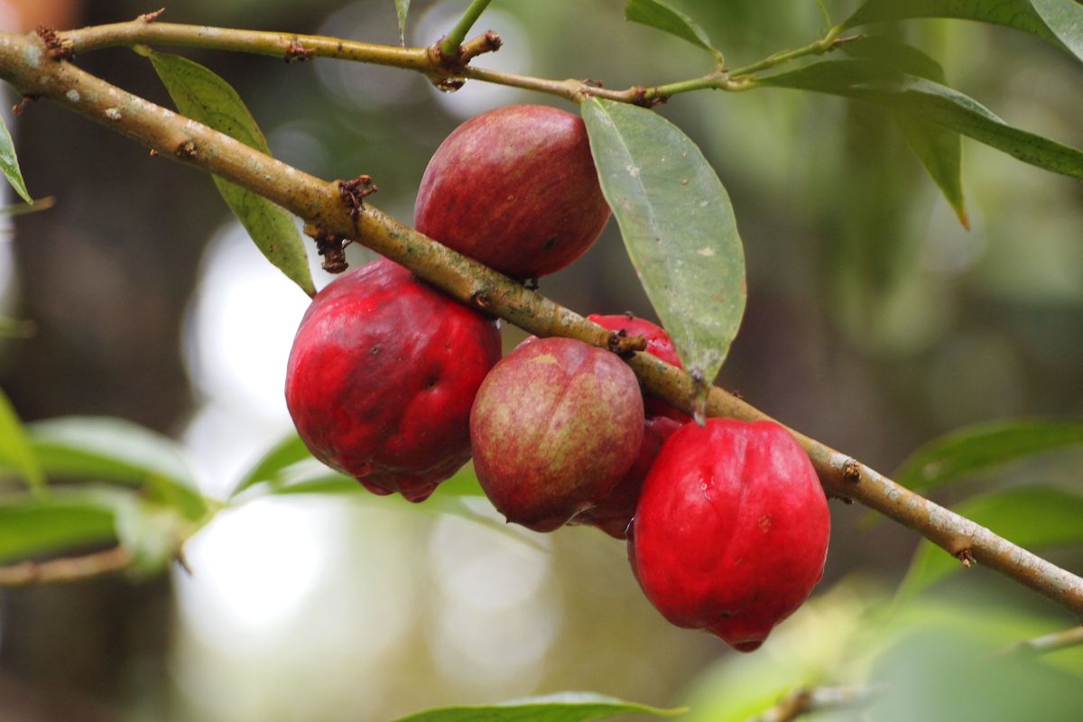buah mahkota dewa yang masih ada di pohon