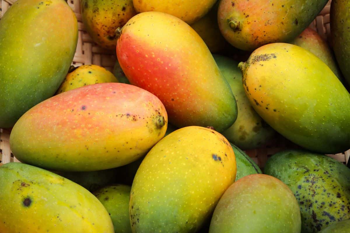 Tumpukan buah mangga matang