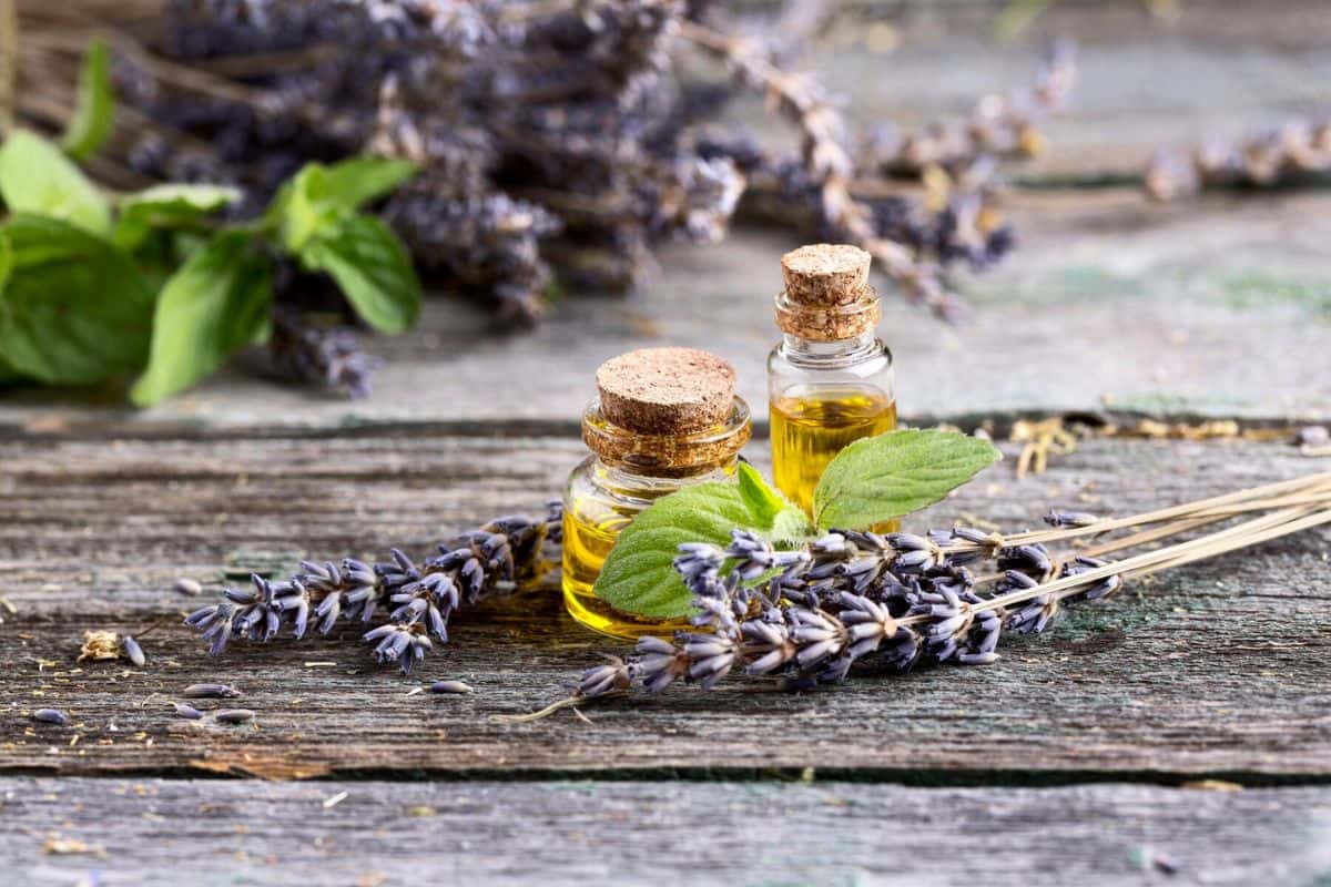 Dua botol minyak lavender