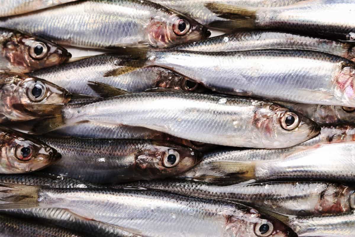 Tumpukan ikan sarden segar