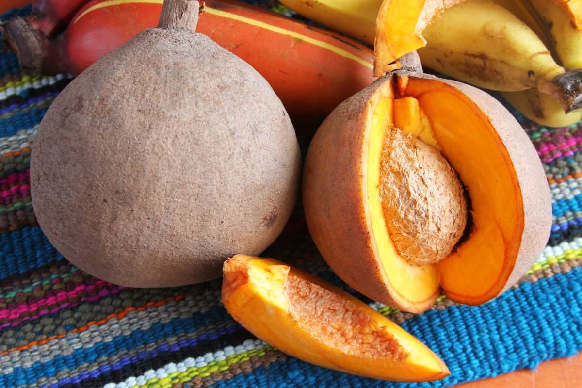 Dua buah sawo raksasa segar