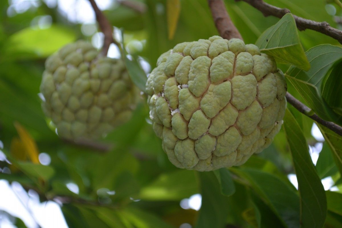 Buah srikaya di pohon