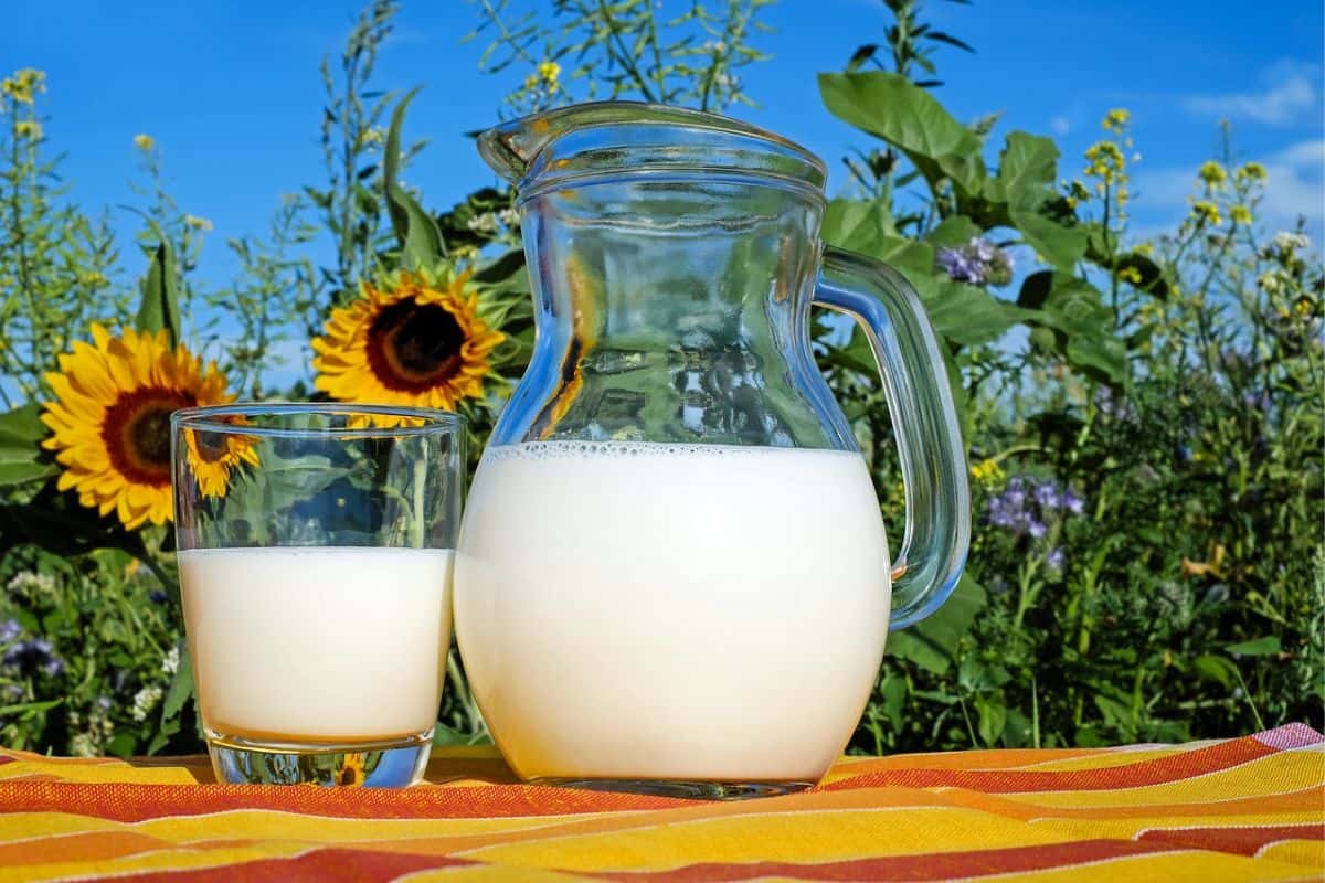 satu gelas dan satu pitcher susu