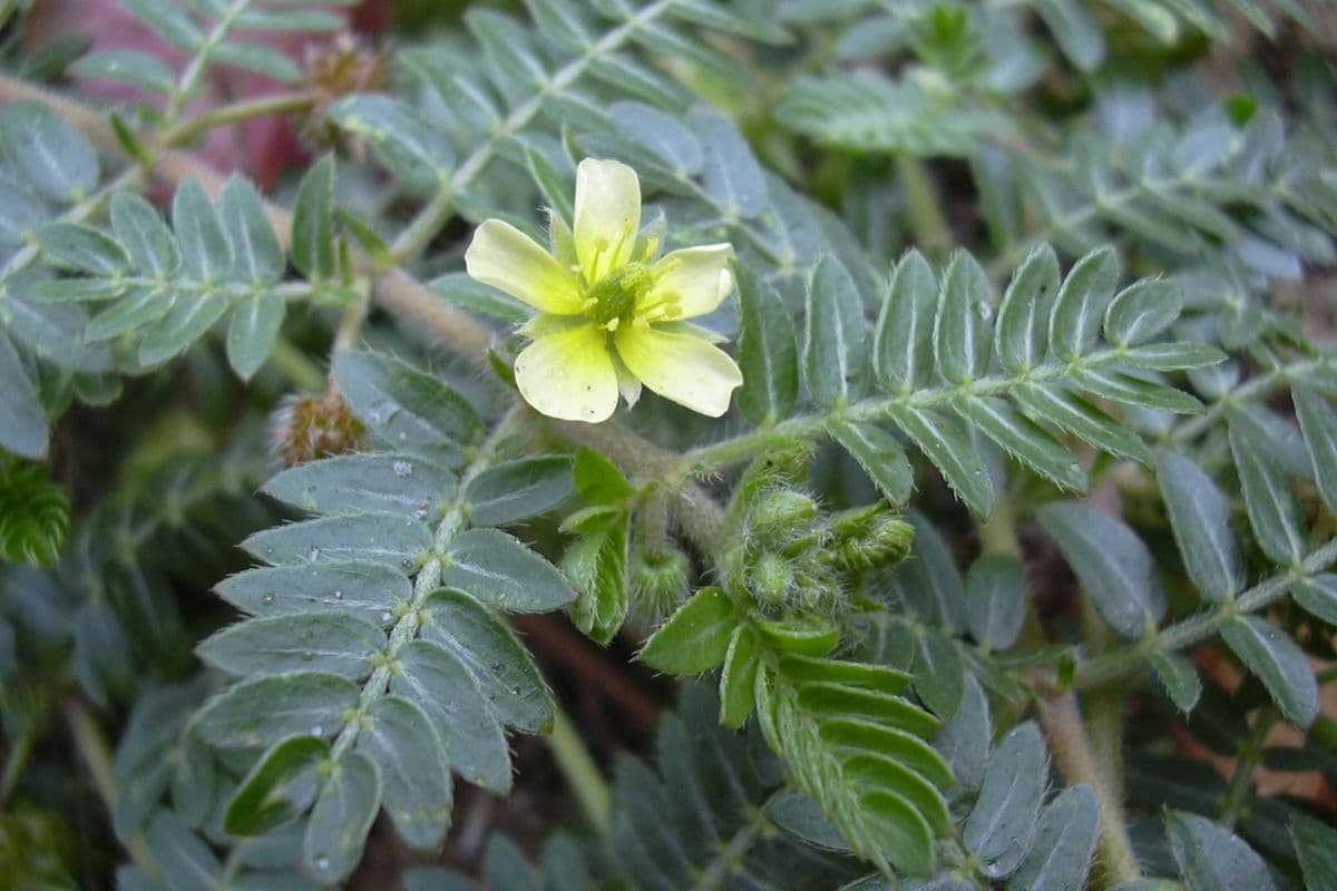 tumbuhan tribulus yang sudah berbunga